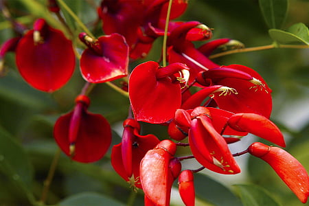 red flowers thumbnail