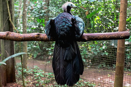 Photography of Black Bird thumbnail