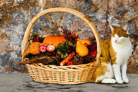 basket full of vegetables beside Tabby cat thumbnail