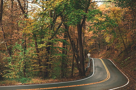 Gray Concrete Roadway Beside Green and Brown Leafed Trees thumbnail