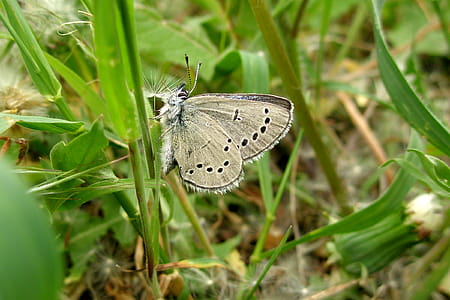 Silvery Blue Butterfly thumbnail