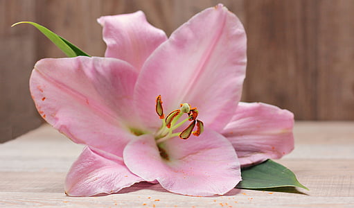 pink lily flower on brown wooden panel thumbnail