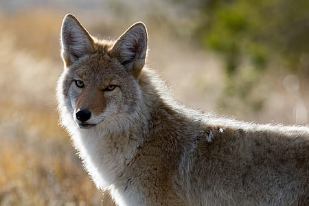 gray and white wolf thumbnail
