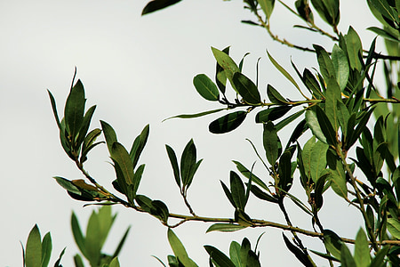 green leafed tree thumbnail