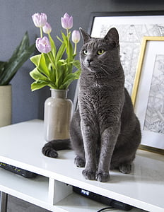 gray furred cat near purple tulips on white surface thumbnail