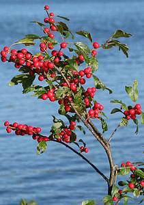 Winterberry, Ilex Verticillata thumbnail
