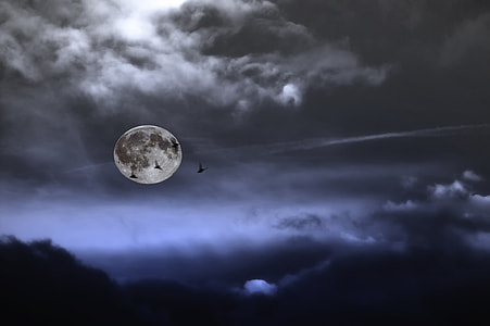 four silhouette of birds with full-moon background  during nighttime thumbnail
