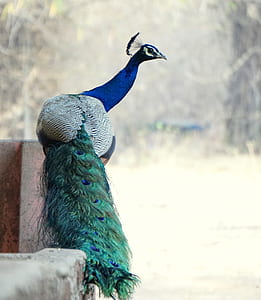 blue and green peacock thumbnail