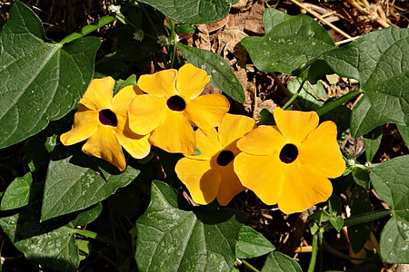 Black-Eyed Susan Vine, Thunbergia Alata thumbnail