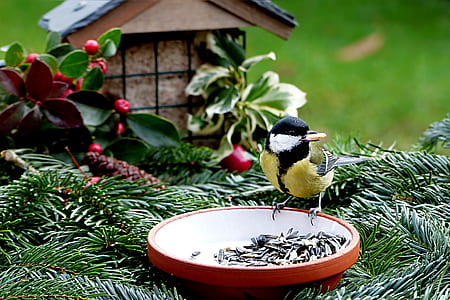 Green jay on round red bowl thumbnail
