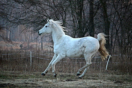 white and black mottle-pattern horn leap on mid air thumbnail