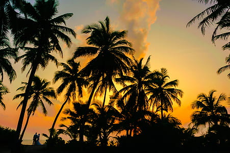 dawn, sunset, beach, vacation thumbnail