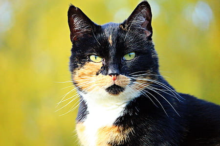 calico cat on selective focus photo thumbnail