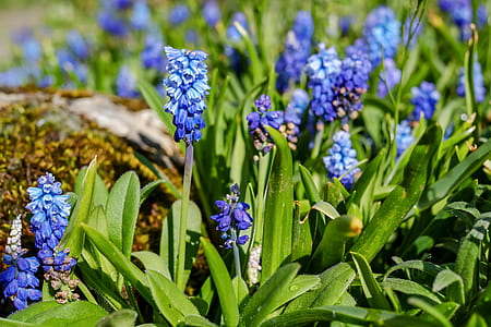 purple hyacinths closeup photography thumbnail