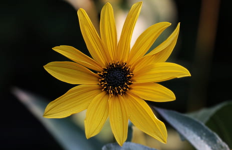 shallow focus photography of yellow sunflower thumbnail