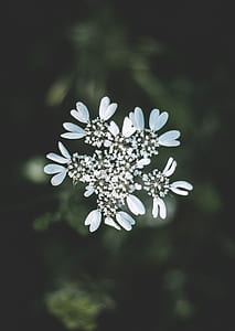 bokeh photography of white flowers thumbnail