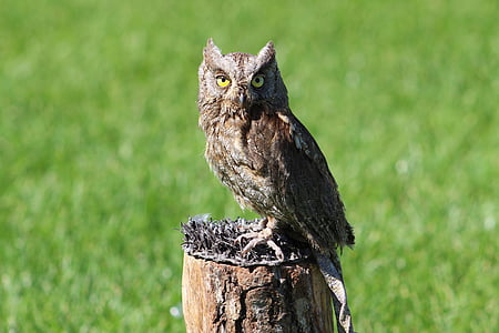 selective focus photo of brown owl perching on brown trunk thumbnail