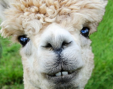 close-up photography of tan llama thumbnail