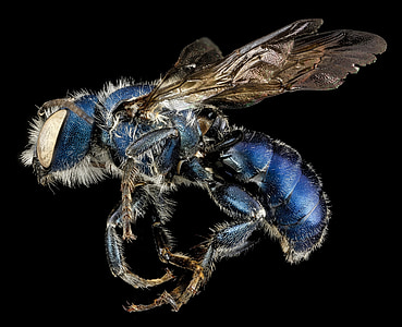 close-up photo of blue and brown bee thumbnail