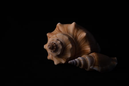 spiral, shell, seashells, shellfish thumbnail