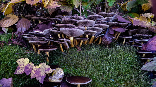 mushroom surrounded plant thumbnail