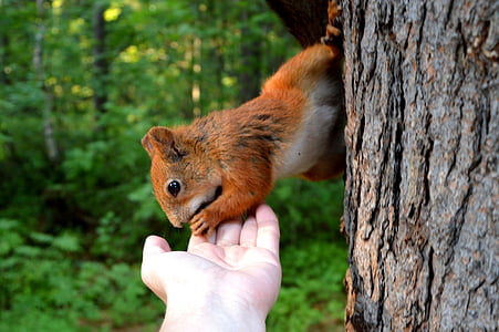 red squirrel thumbnail