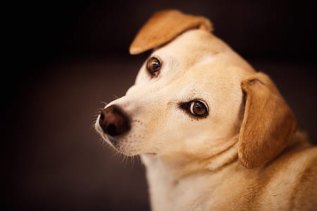 photography of tan and fawn dog thumbnail
