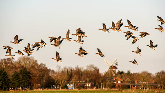 flight of birds thumbnail