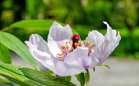 selective focus photo of white peony flower thumbnail