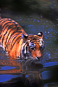 tiger on body of water thumbnail