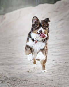 adult red merle Australian shepherd running on brown sand during daytime thumbnail
