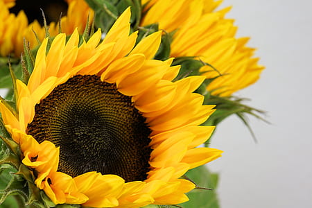 close up photograph of a sunflower thumbnail