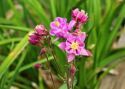 closeup photography of purple petaled flowers thumbnail