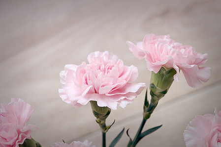 two pink carnations thumbnail