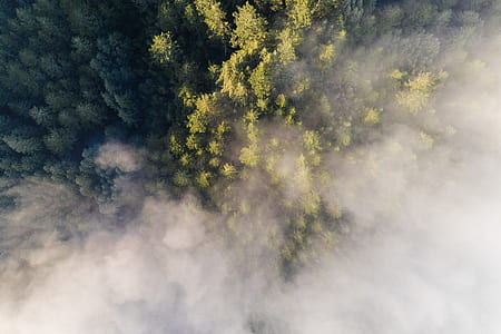 green pine trees covered by fogs thumbnail