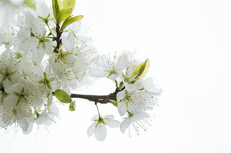 selective focus photography of white petaled flowers thumbnail