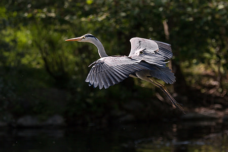 selective focus photography of flying grey heron thumbnail
