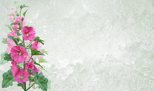 pink Hibiscus flower thumbnail