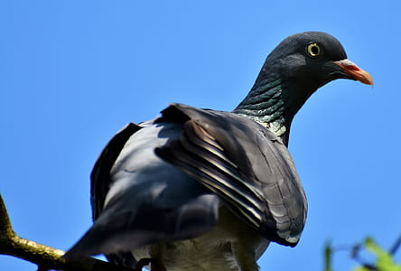 black short-beaked bird perching on branch thumbnail
