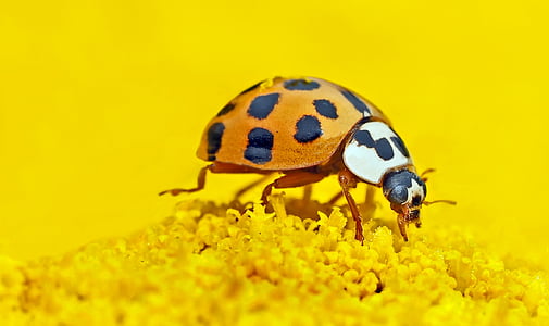 orange and black weevil on yellow flower thumbnail