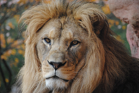 wildlife photography of lion thumbnail