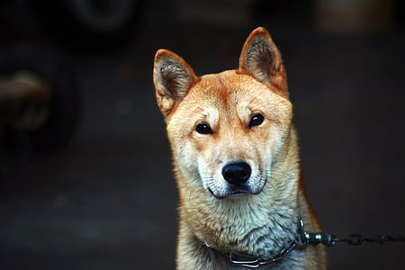 shallow focus photography of short-coated brown dog thumbnail