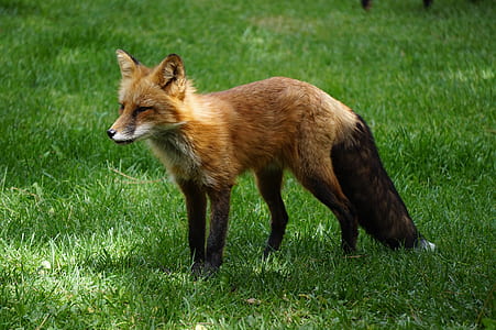 brown fox standing on green grass thumbnail