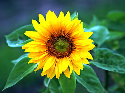selective focus photography of sunflower thumbnail