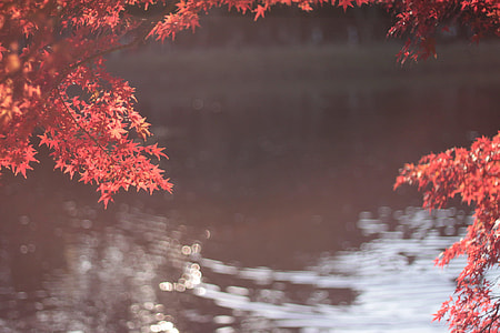 red leaf tree near pond thumbnail