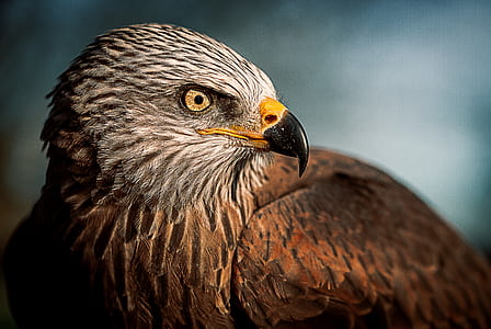 shallow focus photography of brown and gray bird thumbnail