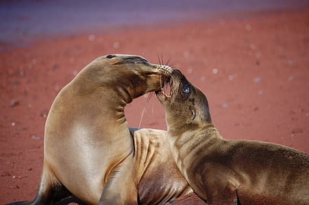 two seal playing on ground thumbnail