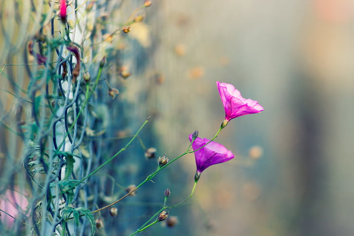 pink petaled flowers blooming during daytime