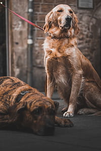 adult golden retriever with red leash thumbnail