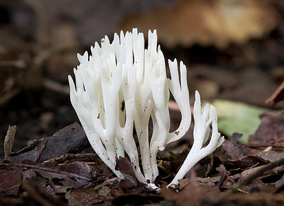 white mushroom thumbnail